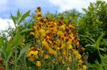 /album/fotogalerij/heemtuin07-05-14-122-jpg/